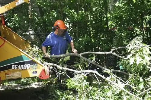 tree services Whitakers